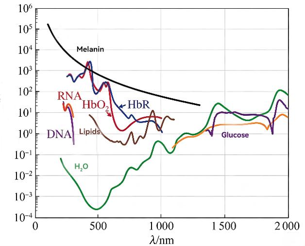 Absorption-spectrum diagram of selected human-body constituents